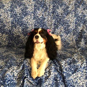 Meet your Posher, Norma